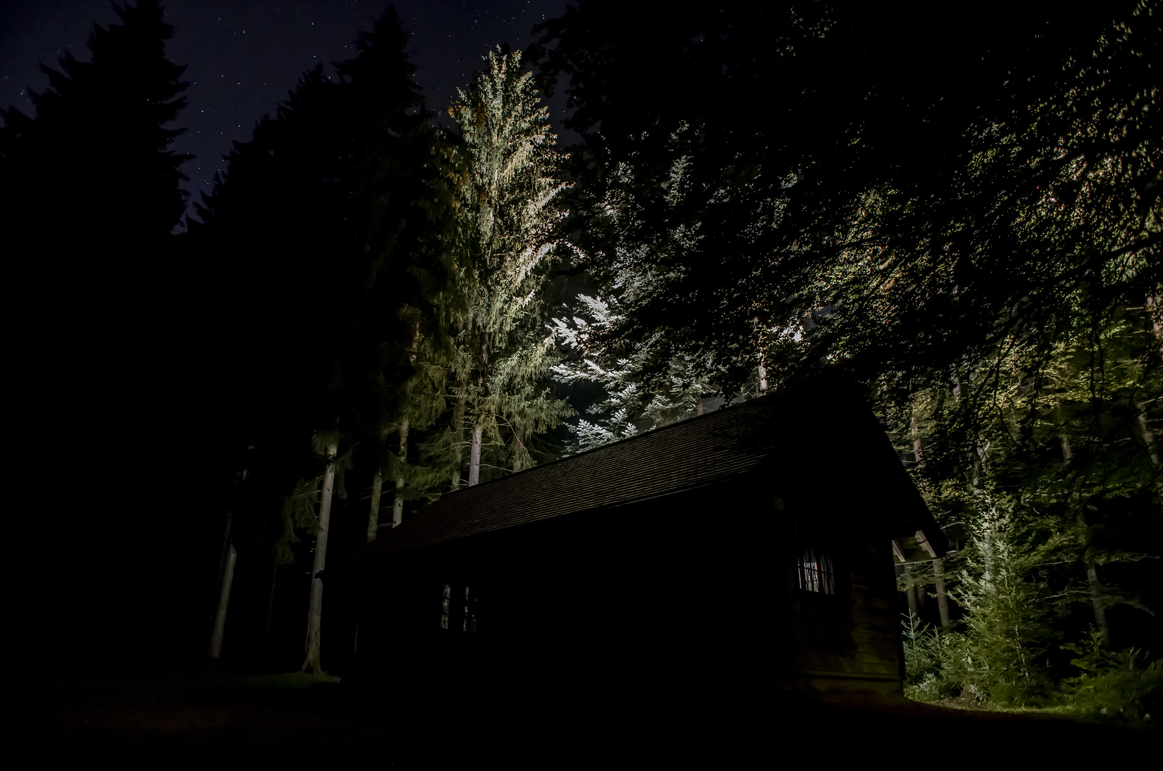 Claire de Ribaupierre & Massimo Furlan, Dans la forêt